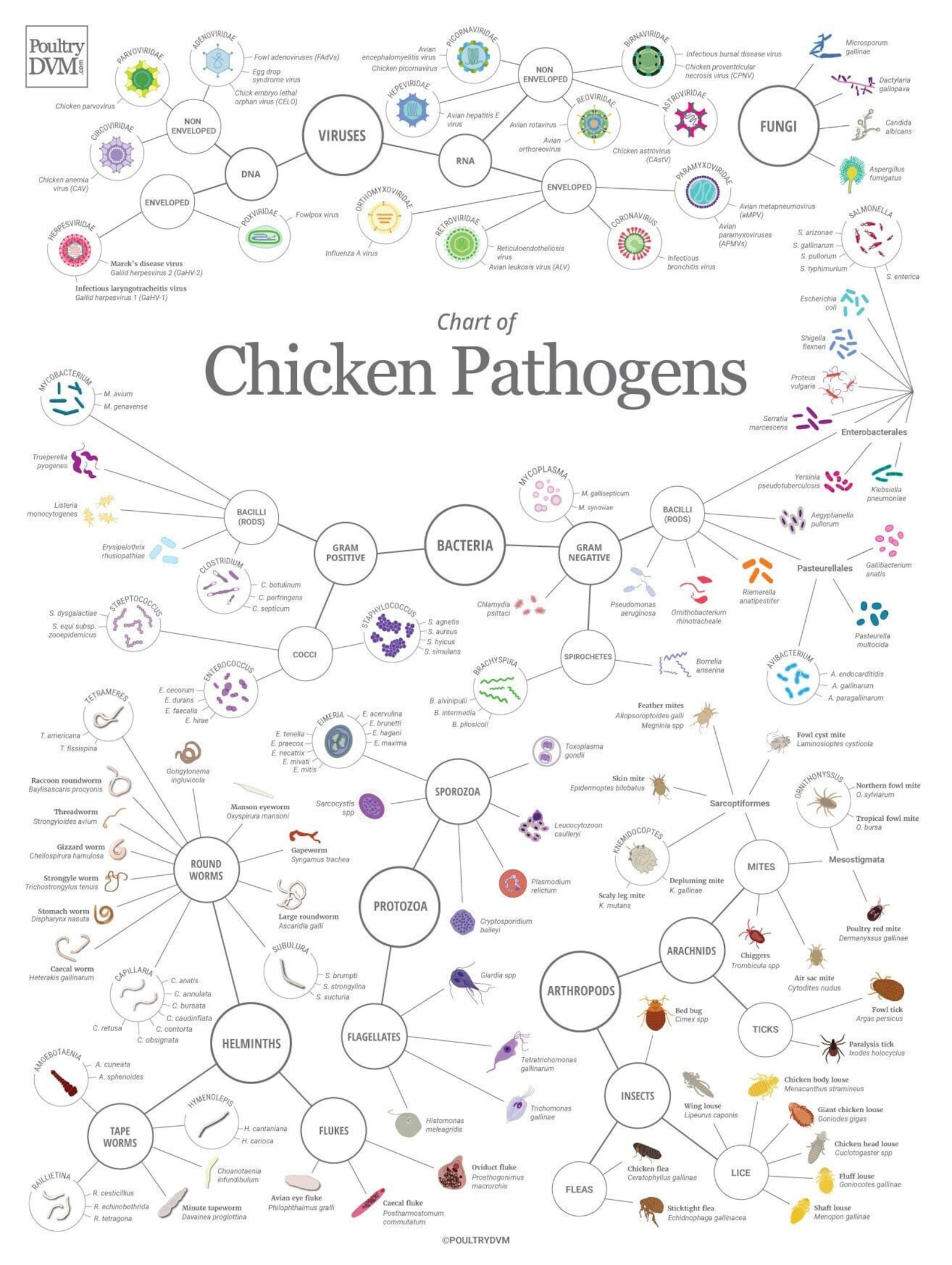 Chicken Pathogens Chart – Microbiology Veterinary Art Poster - Etsy