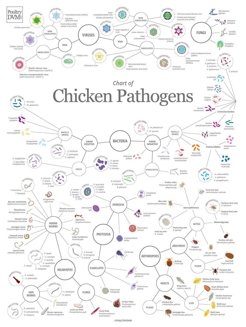 chart of chicken pathogens. Chicken artwork. Chicken wall decor. Veterinary wall art. Microbiology. Poultry education. Chicken chart