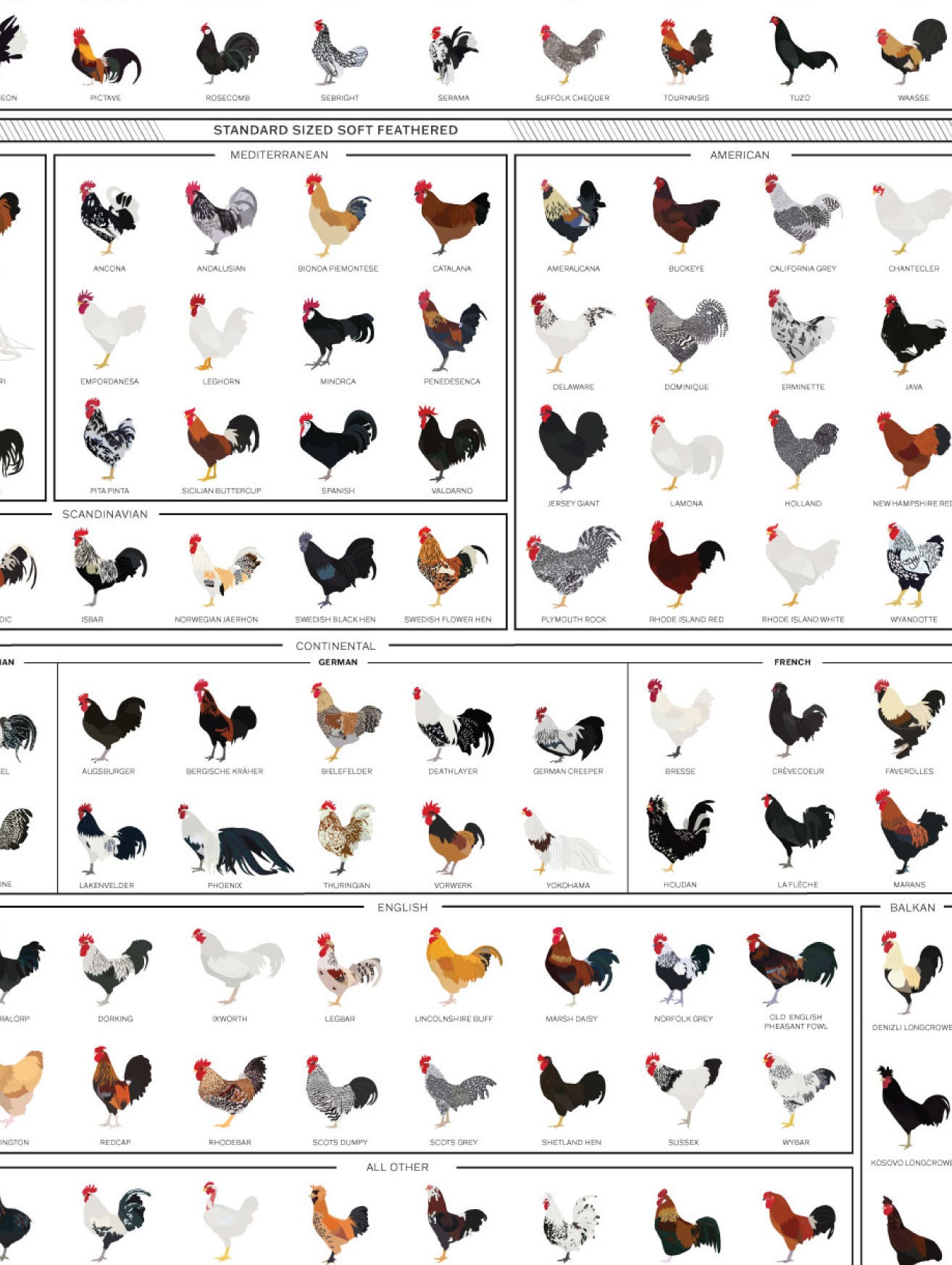 Chart of Rooster Breeds (digital Download) - Etsy