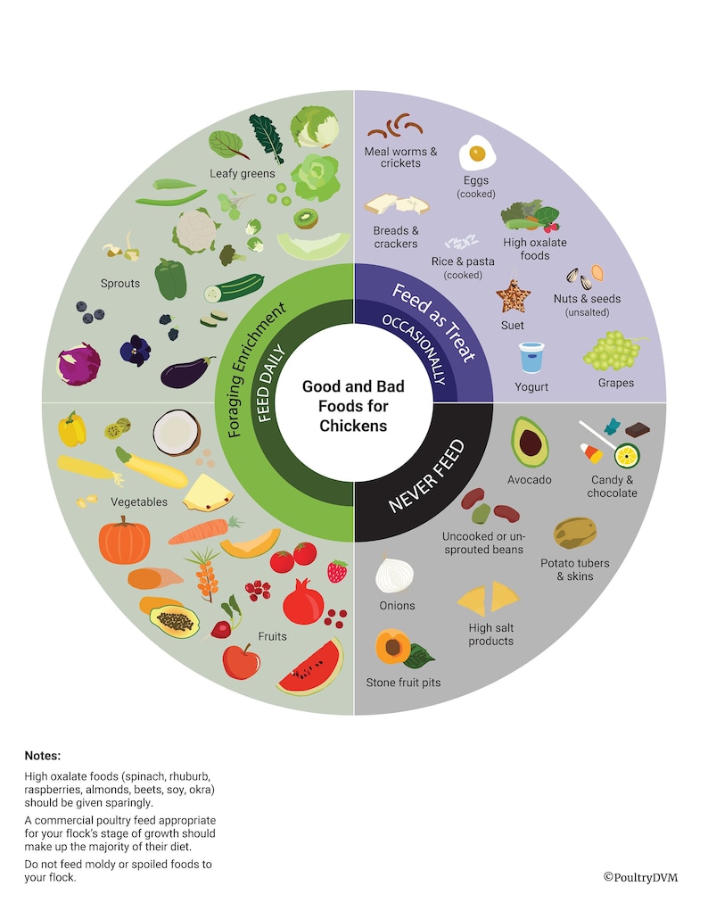 Good and Bad Foods for Chickens Downloadable Chart Etsy