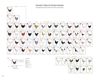 Periodic Table of Chicken Breeds - Chicken artwork - Chicken infographic - Poultry educational chart