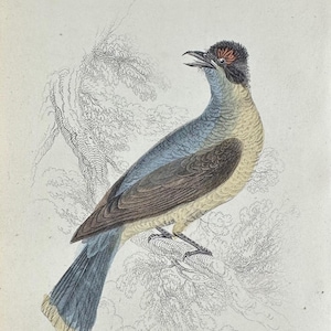 Original 1840s Antique Hand-Colored Bird Jardine's Naturalist's Library Book Print - Birds003