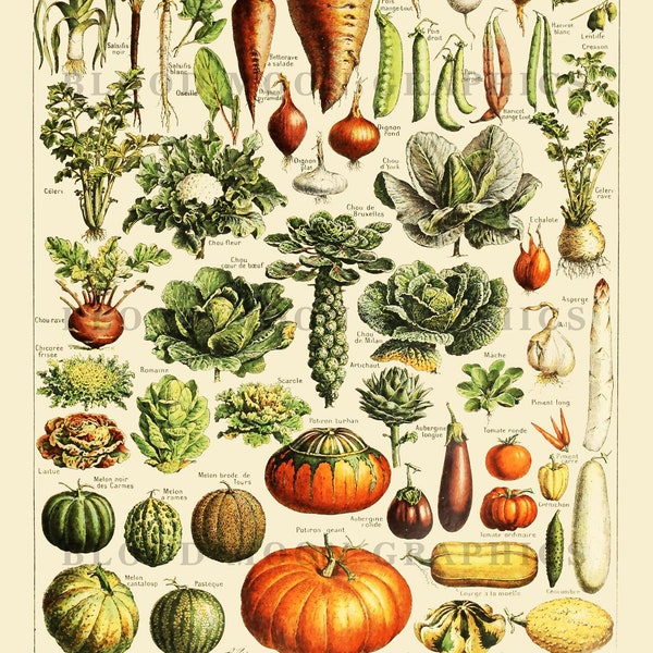 Vintage early 1900s Vegetables Legumes et Plantes Potageres Plant Adolphe Philippe Millot French Antique Printable Digital Print Plant001