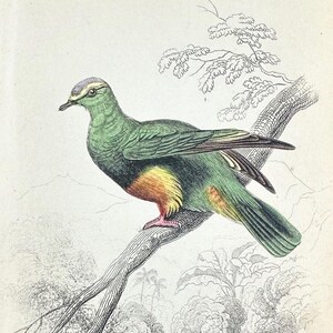 Original 1849 Antique Hand-Colored Bird Jardine's Naturalist's Library Book Print - Birds006