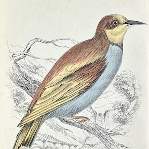 Original 1840s Antique Hand-Colored Bird Jardine's Naturalist's Library Book Print - Birds007