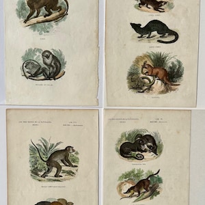 Set van 4 originele antieke handgekleurde zoogdierafdrukken uit 1840 aap civet mangoest das coatimundi slurf zoogdier014
