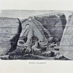 Original Antique 1898 Octopus Cephalopod Print Animate Creation - SeaLife001