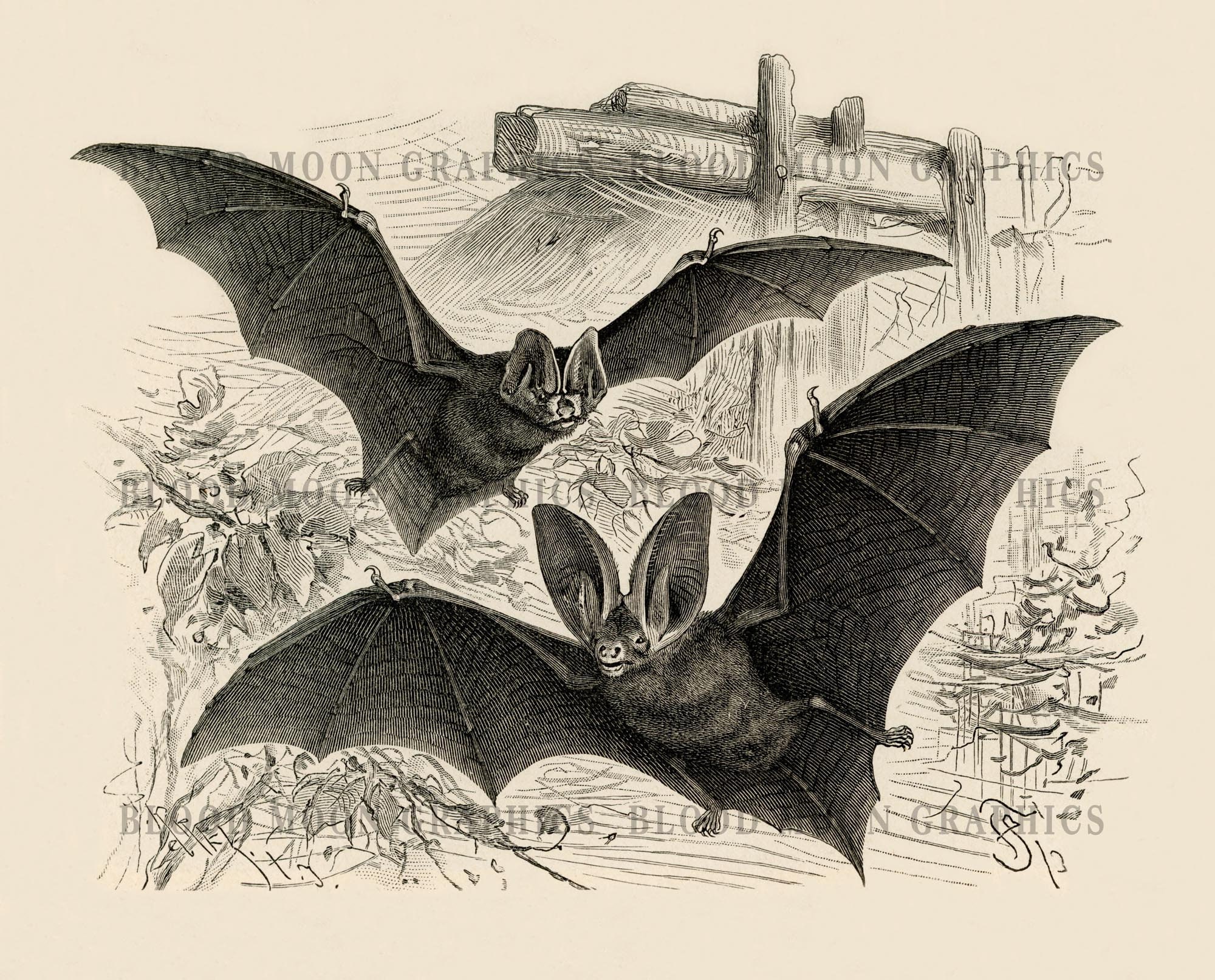 Vintage 1800s Bat Antique Printable Digital Print Bat001 - Etsy