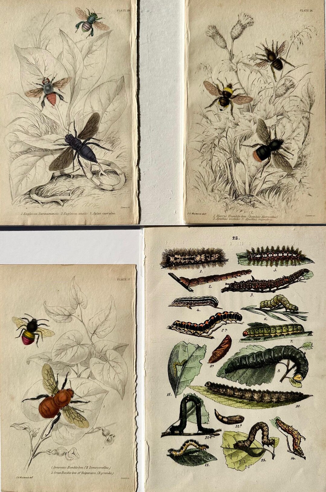 Original 1840/1895 Antique Invertebrate Set of 4 Invertebrate Prints ...