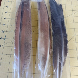 May include: Three feathers in clear plastic bags. The feathers are brown, white, and black. The feathers are long and have a natural appearance.
