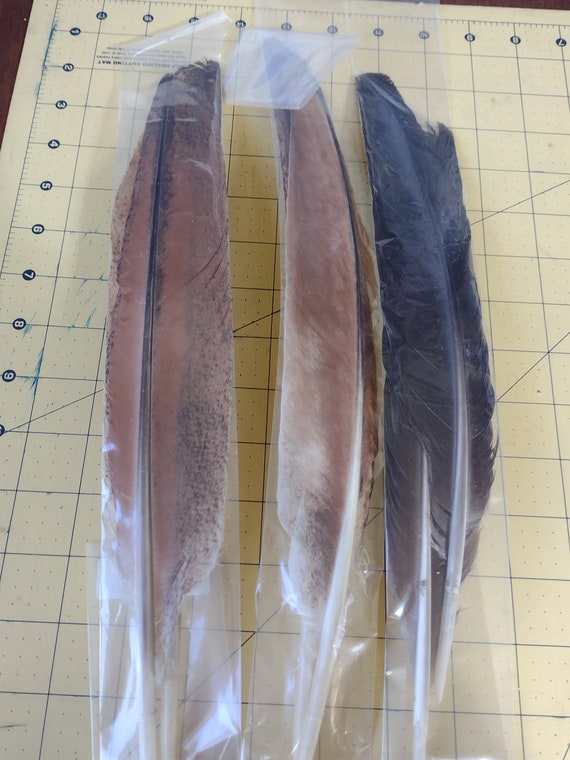 India Blue Peacock Naturally Molted Paired Wing Feathers