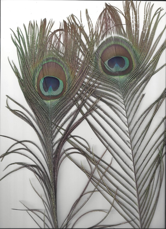 Black Shoulder Peacock, Male, Molted