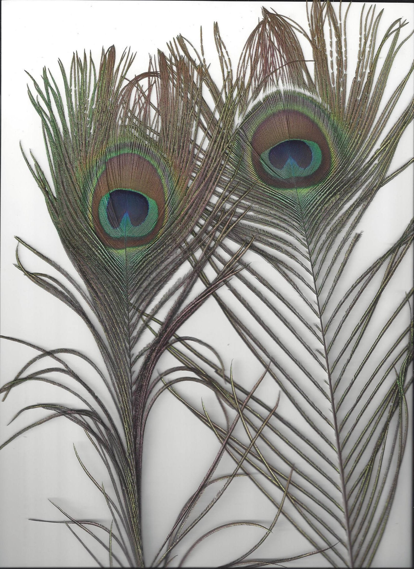 Black Shoulder Peacock, Male, Molted Etsy