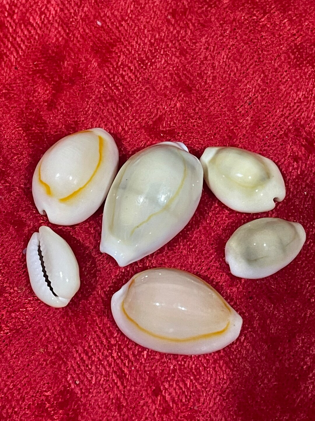 Cowry Shells Puka Shells Kawdi Shell Beads Kaudi Shells Etsy