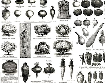 Pumpkin Patch  C14584-Black   Vintage Veggies J. Wecker Frisch  Riley Blake Designs  OUT OF PRINT
