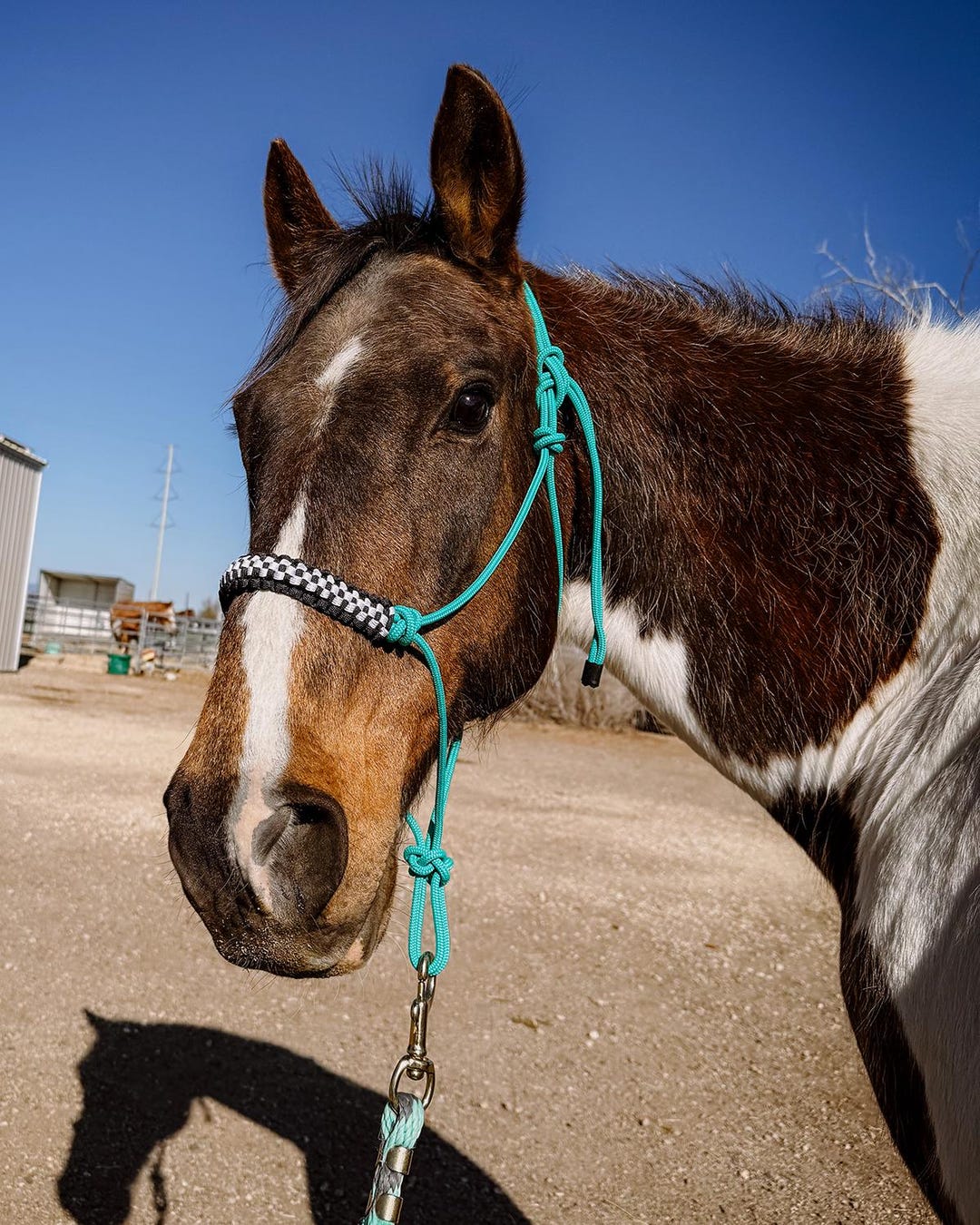 Handmade Rope Halter W/ Custom Noseband - Etsy