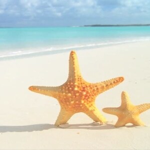 May include: Two starfish on a white sandy beach with turquoise water in the background. The text "Line 1 Line 2 Line 3" is visible in the upper left corner of the image.