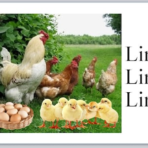 30 Personal Address Labels Country Farm Rooster Chickens Chicks Farm Fresh Eggs (jx 376)