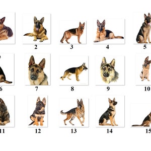 May include: A collection of 15 images featuring German Shepherd dogs in various poses. The dogs are all brown and black with short fur. Some are sitting, some are standing, and some are lying down.