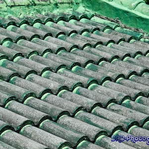 Old Roof Tiles