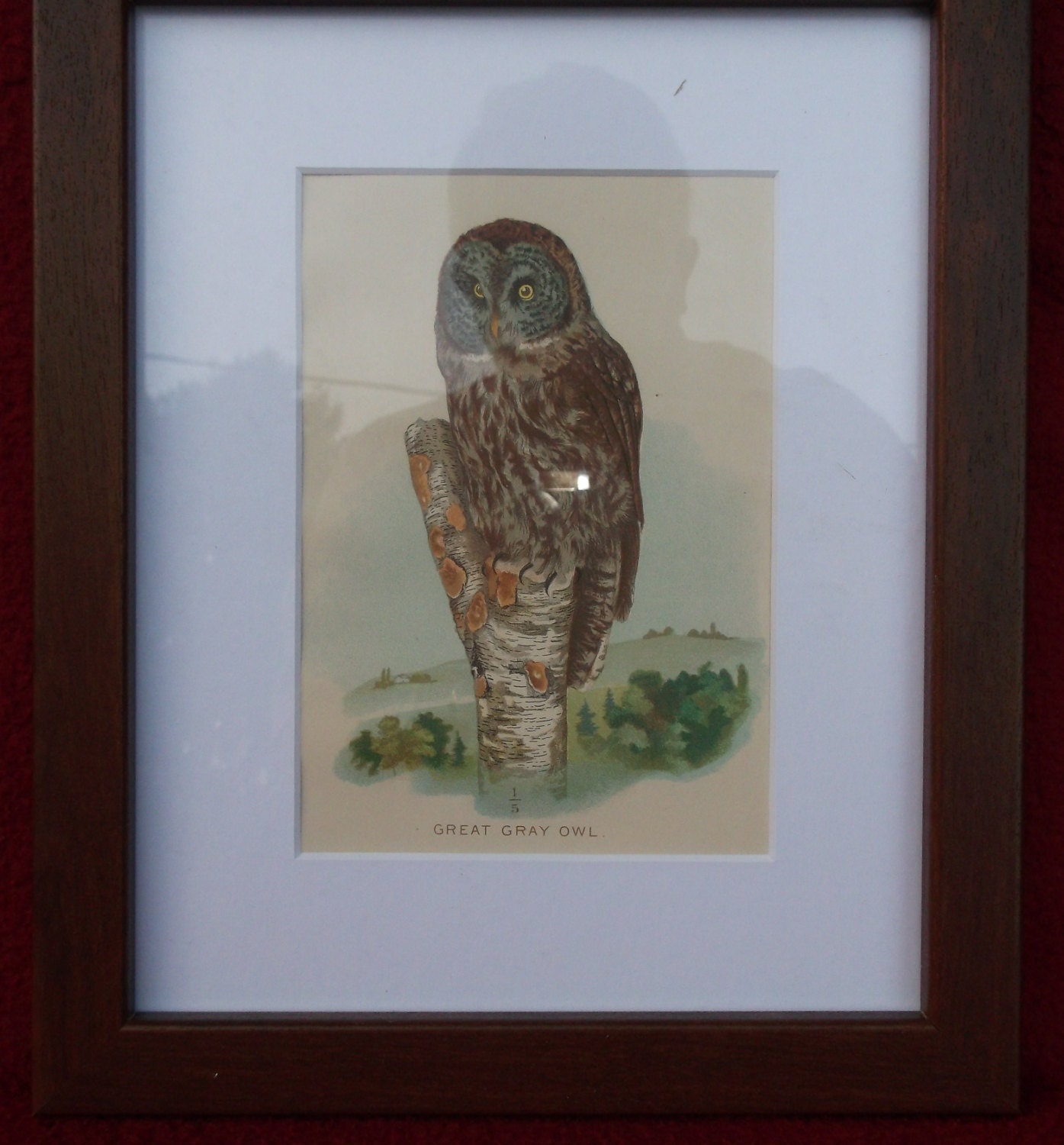 Great Gray Owl Print 1897