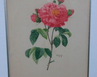 La Duchesse d&#39;Orleans No. 4 by Pierre Joseph Redoute, Sale