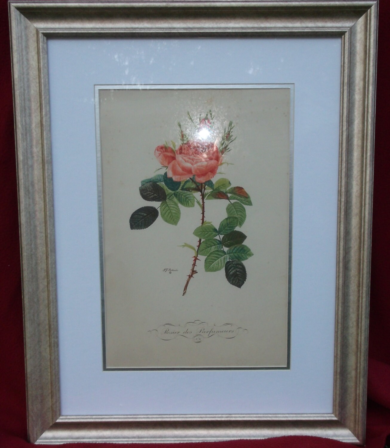 Pierre-Joseph Redout、The Roses68、希少画集画 Pierre-Joseph Redout、The Roses68、希少画集画