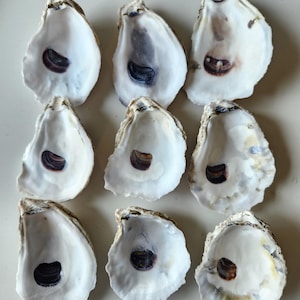 May include: A collection of nine cleaned oyster shells arranged in a three-by-three grid. Each shell features a smooth, iridescent white interior with a distinct, dark purple-brown muscle scar located near the center of the concave surface.