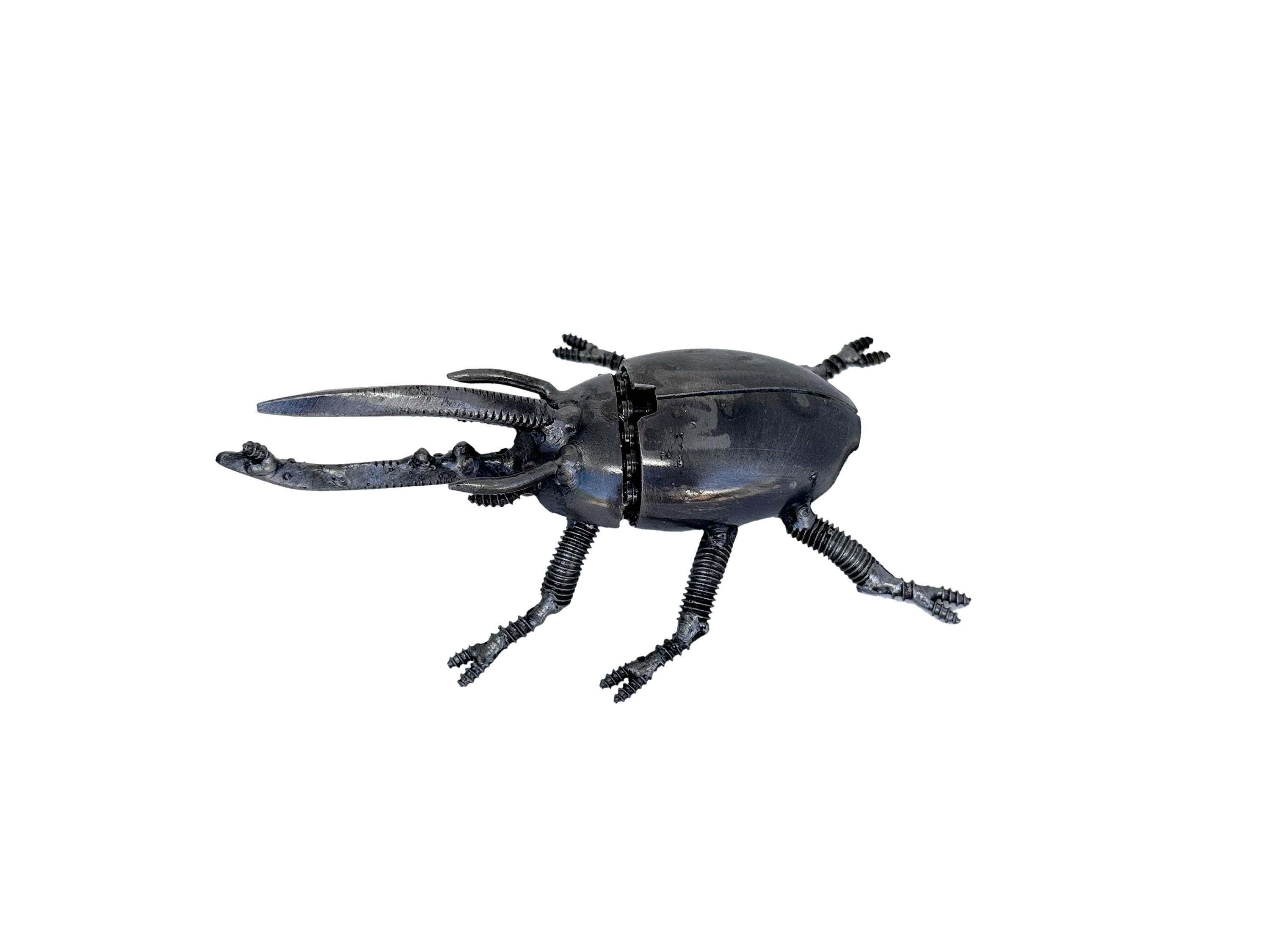 Hercules Beetles Etsy