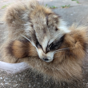 Cinnamon Raccoon Pelt // Real Hide