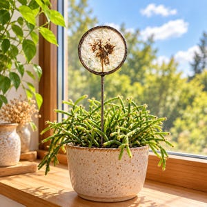 May include: A round, dark-rimmed glass ornament containing a dried dandelion seed head, mounted on a thin metal stake. This decorative piece is inserted into a speckled, light-coloured ceramic pot holding a green, spiky succulent plant.