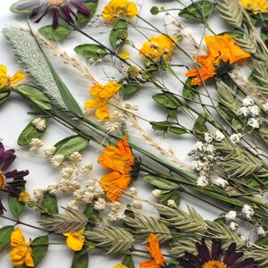 May include: A pressed flower arrangement featuring a variety of dried flowers, including purple, yellow, and white flowers. The flowers are arranged on a white background.