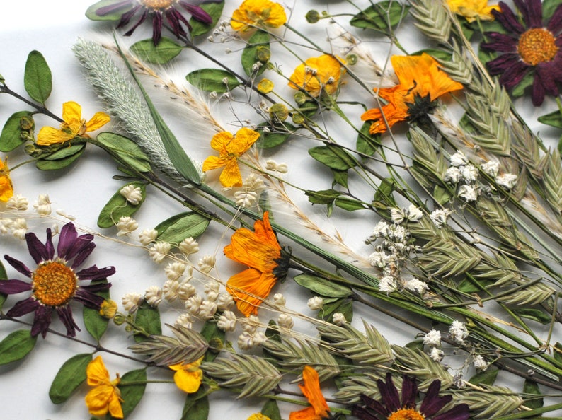 May include: A pressed flower arrangement featuring a variety of dried flowers, including purple, yellow, and white flowers. The flowers are arranged on a white background.