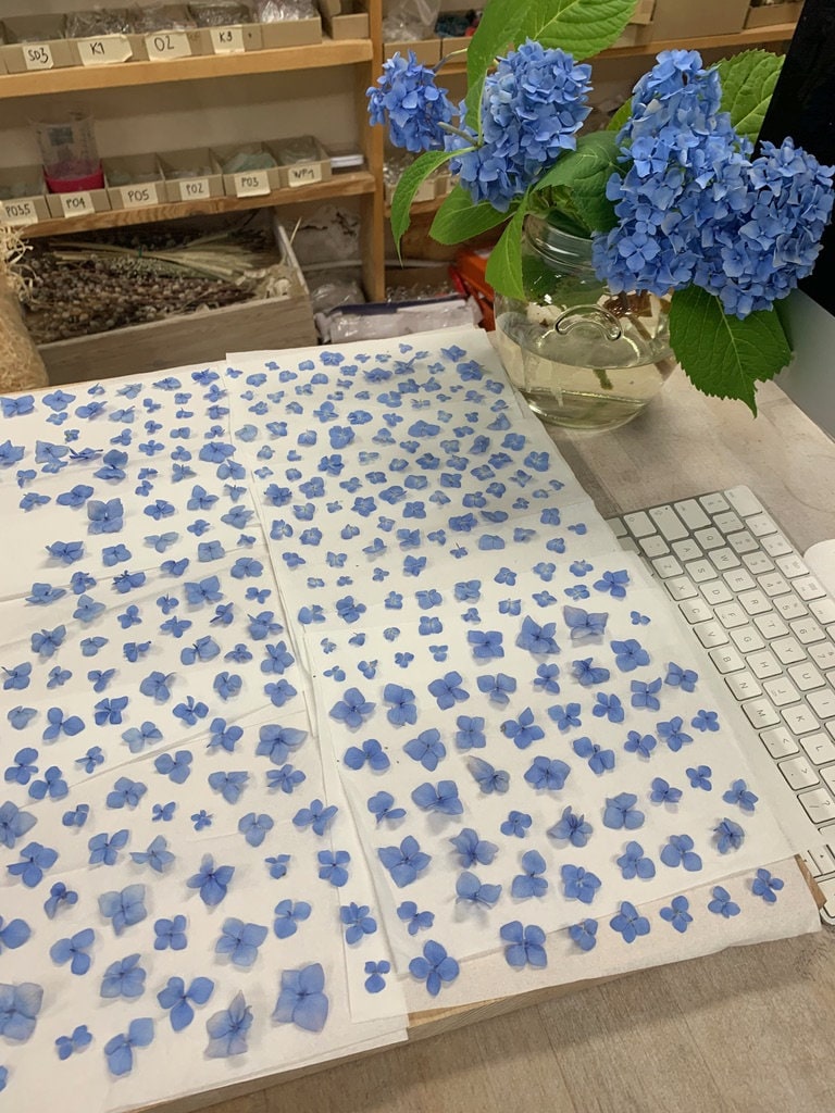 Stained Glass Frame Pressed Flower Frame Pressed Plant Etsy Australia