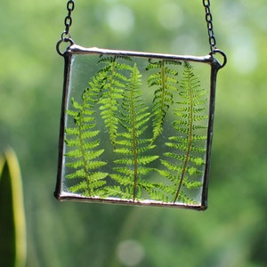 dried real fern, pressed flowers, pressed flower frame, framed dried flowers, glass frames, double glass frame, Stained glass decor