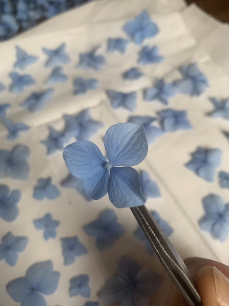 Stained Glass Frame Pressed Flower Frame Pressed Plant Etsy Australia