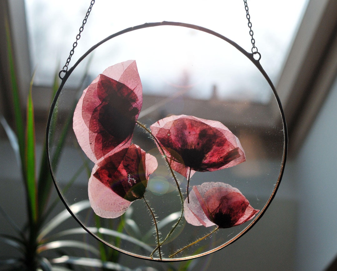 Poppy Circle Pressed Flowers Large Pressed Flower Pressed Etsy 日本