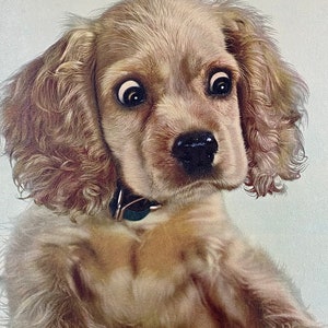 Vintage Leo Aarons Puppy Print 1950s Retro Size 25x21 Mid Century Modern Cocker Spaniel Surprise Dog Wall Art Kids Room or Nursey image 3