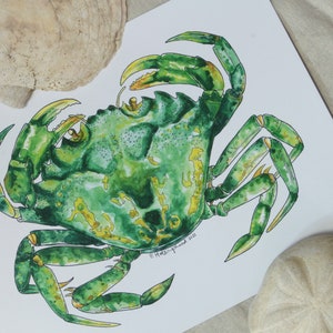 Green Crab - art print reproduction of a watercolour and pen & ink illustration - ocean, nautical, crustacean, surf, swim, diving, snorkel