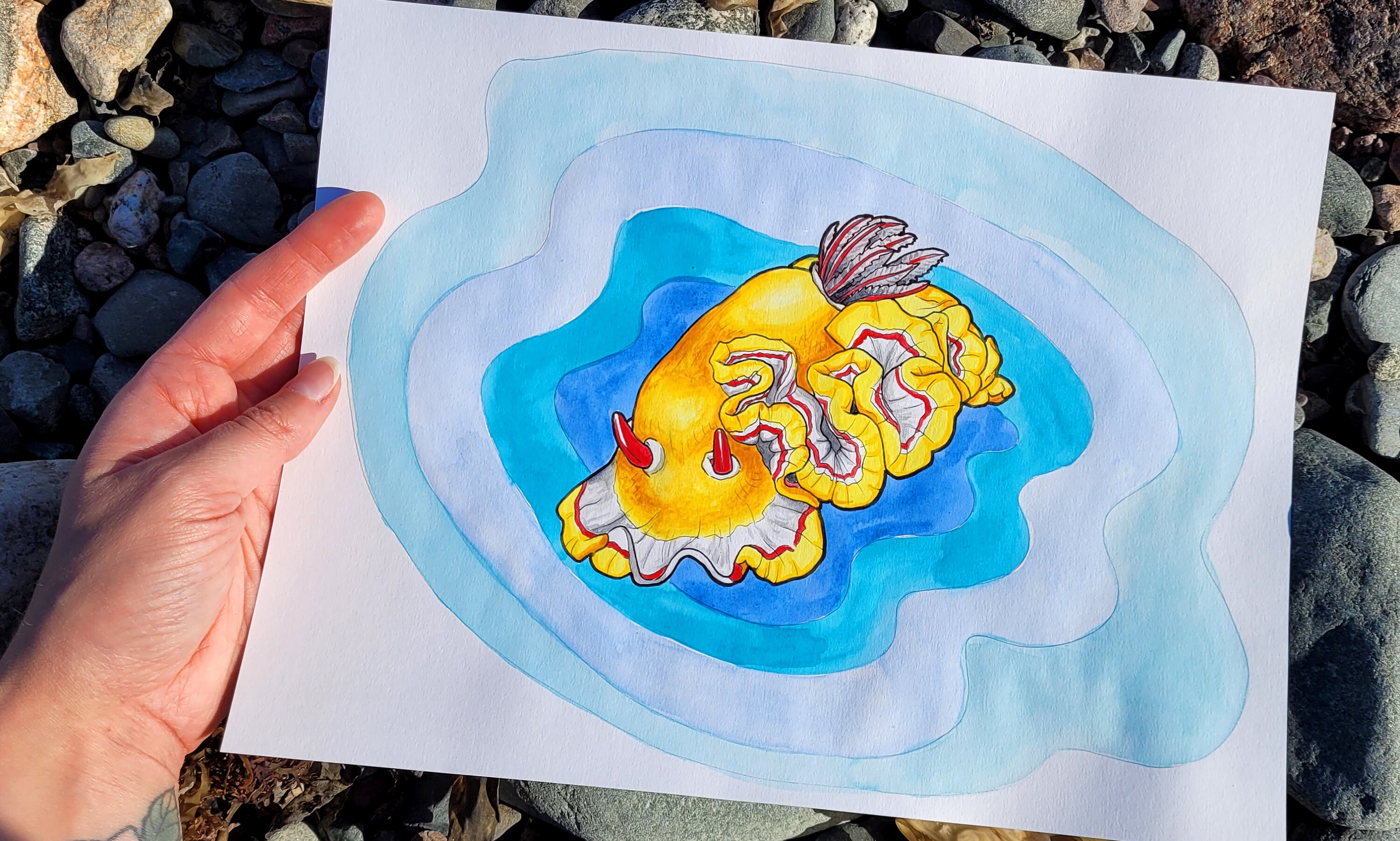 ウミウシのイラスト - ウミウシのインクと水彩画 - ピンク、オレンジ