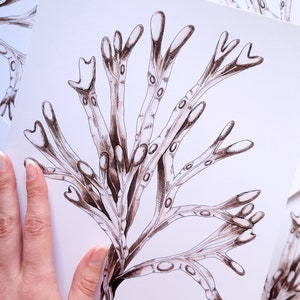 Rockweed Seaweed - pen and ink illustration of a seaweed ocean plant - digital reproduction art print - ocean, beach, mermaid, surf