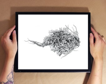 Seaweed - Ink Line Drawing - Art Print, Wall Art, Coastal Home Decor - ocean artwork depicting a blob of seaweeds that washed up on shore