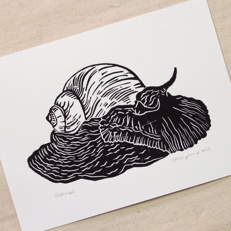 Sea Shell Lino - Etsy