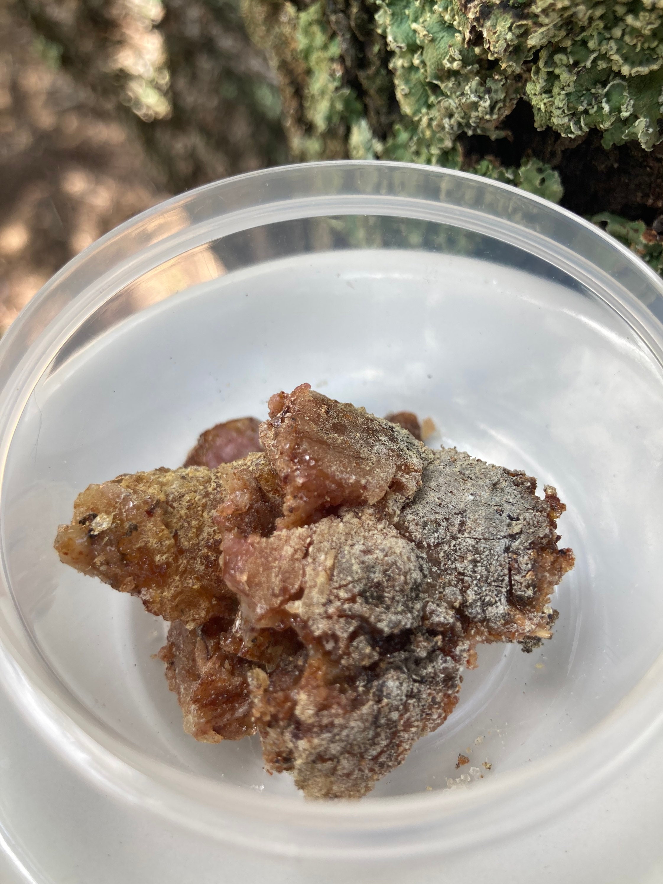 Piñon Pine Resin Pine Sap For Ceramic Burner or Get Etsy