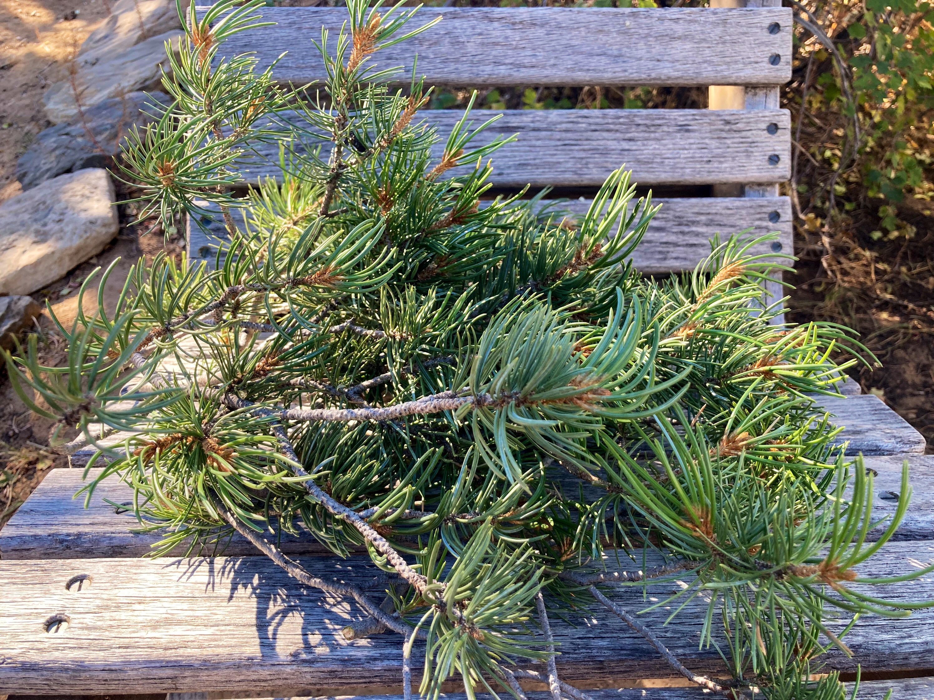 Colorado Piñon Tree Branches 1 Bundle 7-9 Oz Cuttings - Etsy