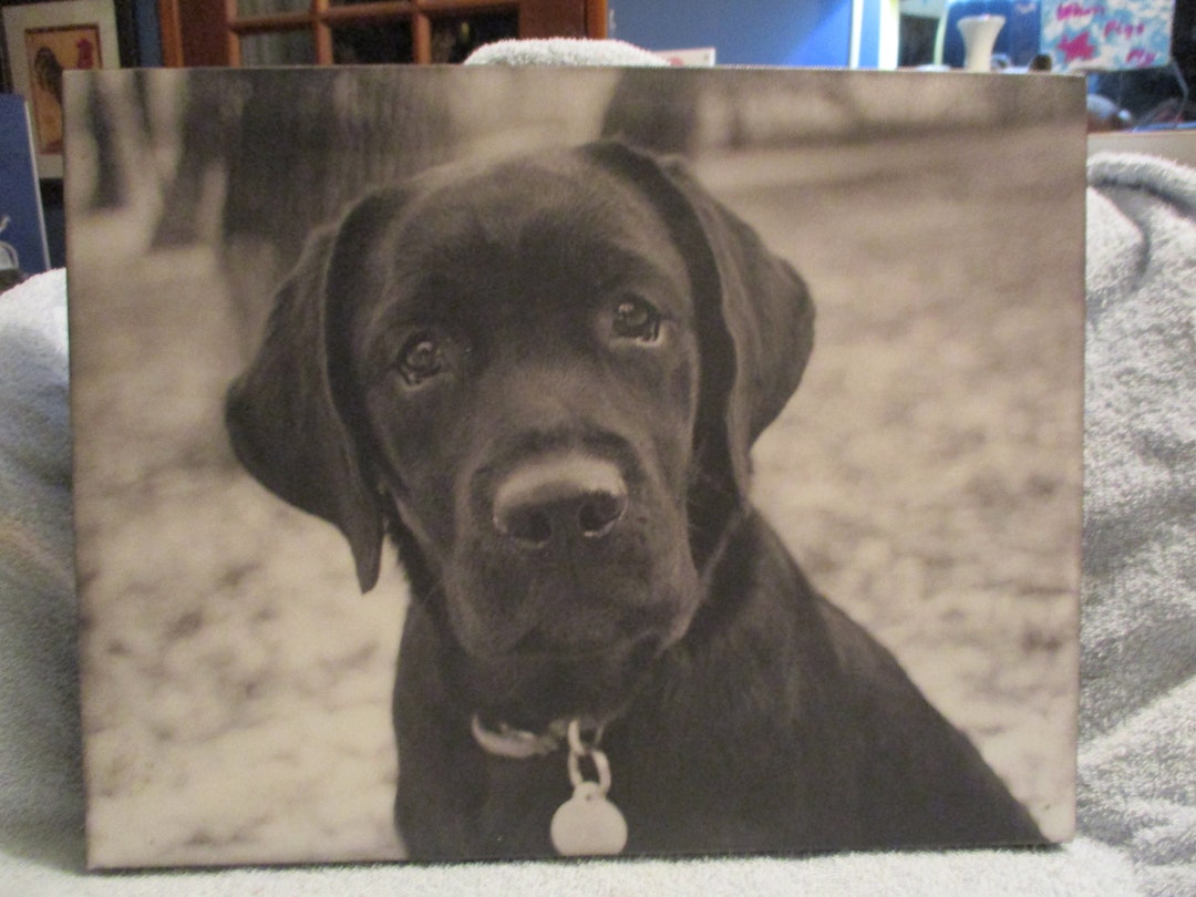 Labrador Photo on Canvas Made in Canada - Etsy