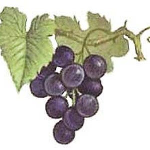 May include: A bunch of dark purple grapes hanging from a vine with green leaves.