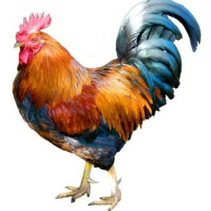 CALCOMANÍAS DE DESLIZAMIENTO DE AGUA PARA COCINA DE CAMPO CON IMAGEN VINTAGE DE GALLOS DE GRANJA EN mal estado
