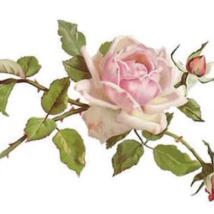 Calcomanías vintage de rosas repollo rosadas - Calcomanías de transferencia al agua para muebles