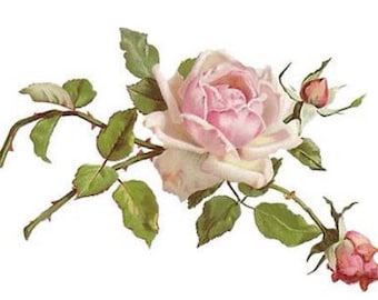 May include: A single pink rose with white edges and a bud on a green stem with thorns and leaves.